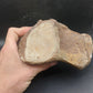 Tylosaurus proriger Vertebra-Texas