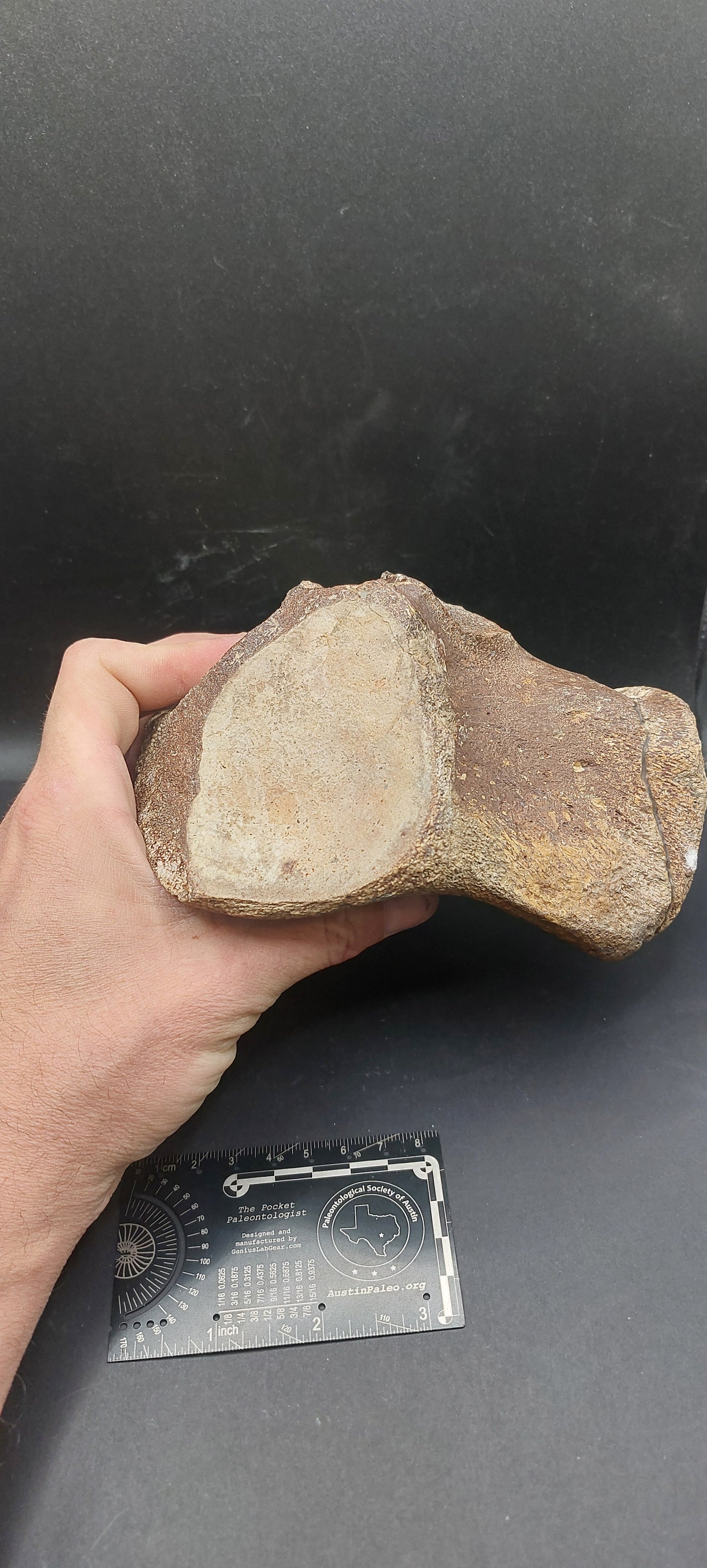 Tylosaurus proriger Vertebra-Texas