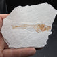 Gasterosteus doryssus "Stickleback"-Nevada 02