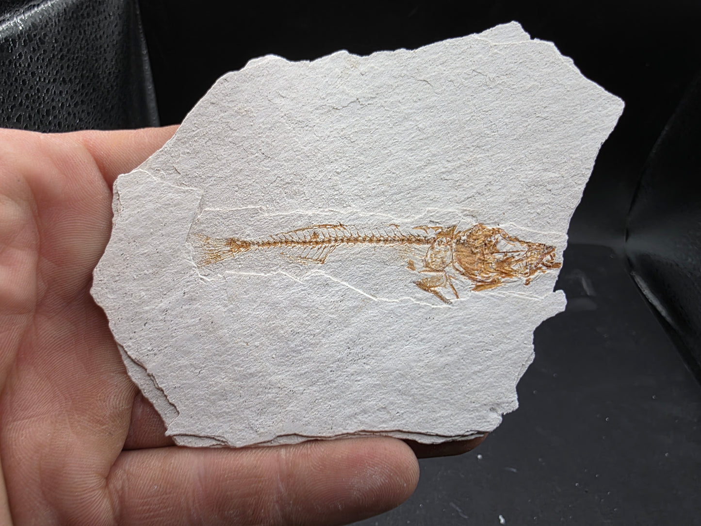 Gasterosteus doryssus "Stickleback"-Nevada 02