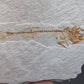 Gasterosteus doryssus "Stickleback"-Nevada 02