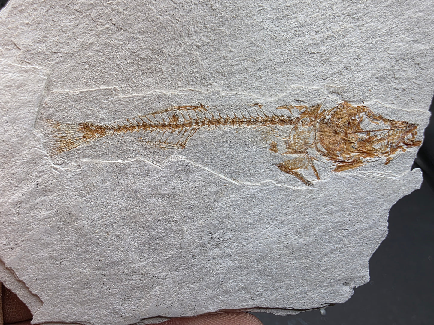 Gasterosteus doryssus "Stickleback"-Nevada 02