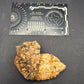 Ankylosaur Osteoderm-Texas