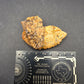 Ankylosaur Osteoderm-Texas