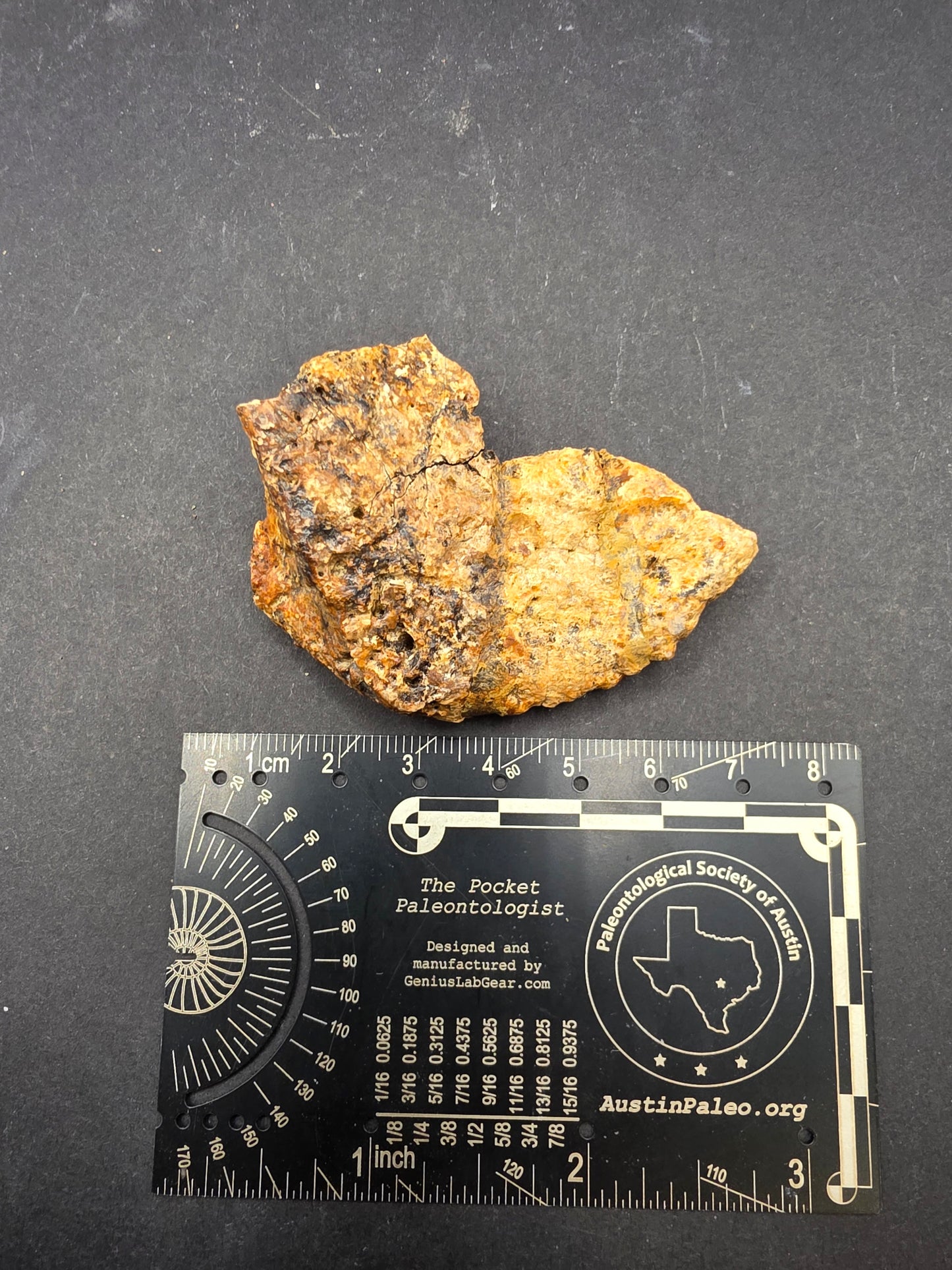 Ankylosaur Osteoderm-Texas