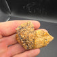 Ankylosaur Osteoderm-Texas