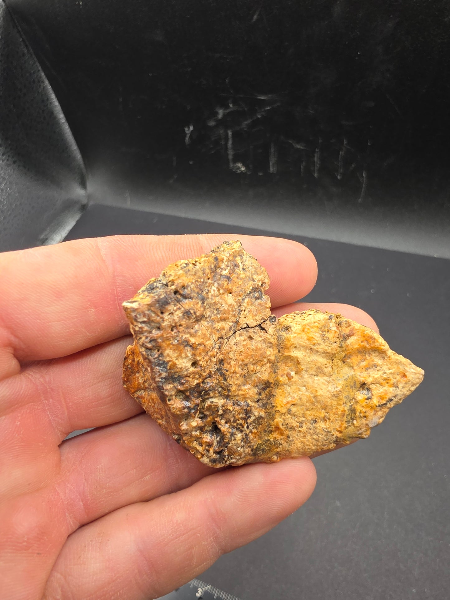 Ankylosaur Osteoderm-Texas