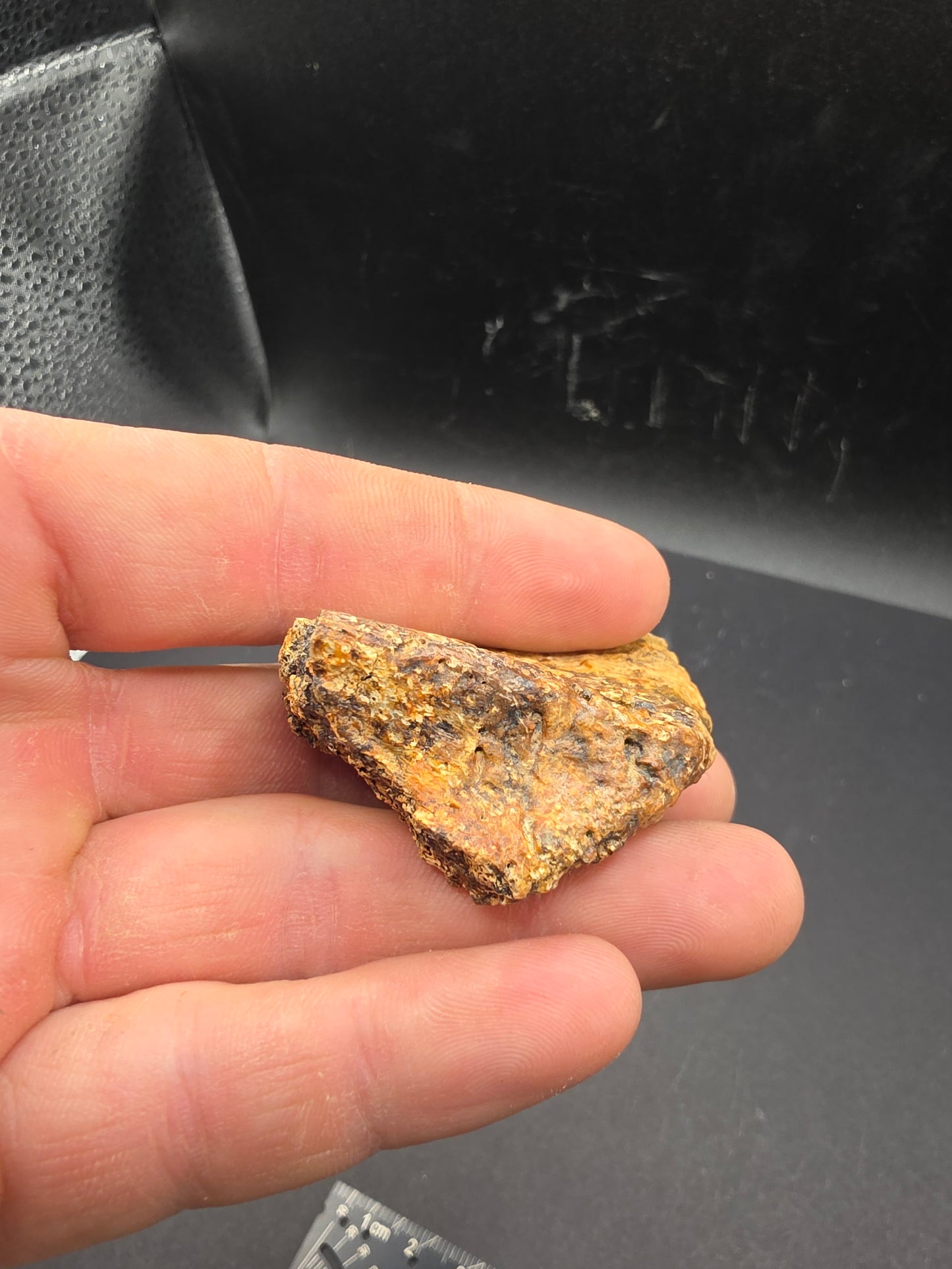 Ankylosaur Osteoderm-Texas
