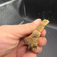 Ankylosaur Osteoderm-Texas