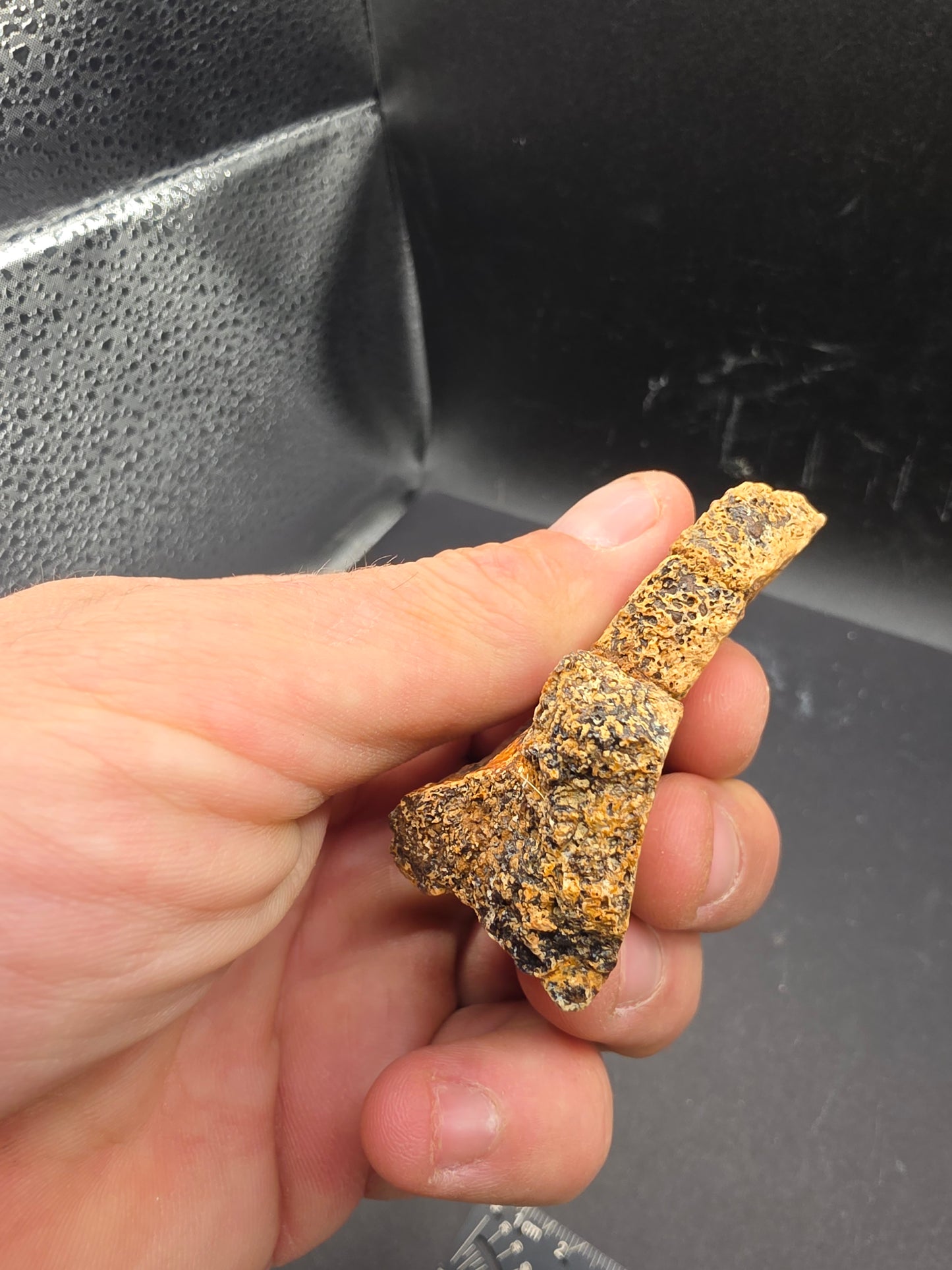 Ankylosaur Osteoderm-Texas