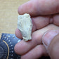 Ictops skull-South Dakota