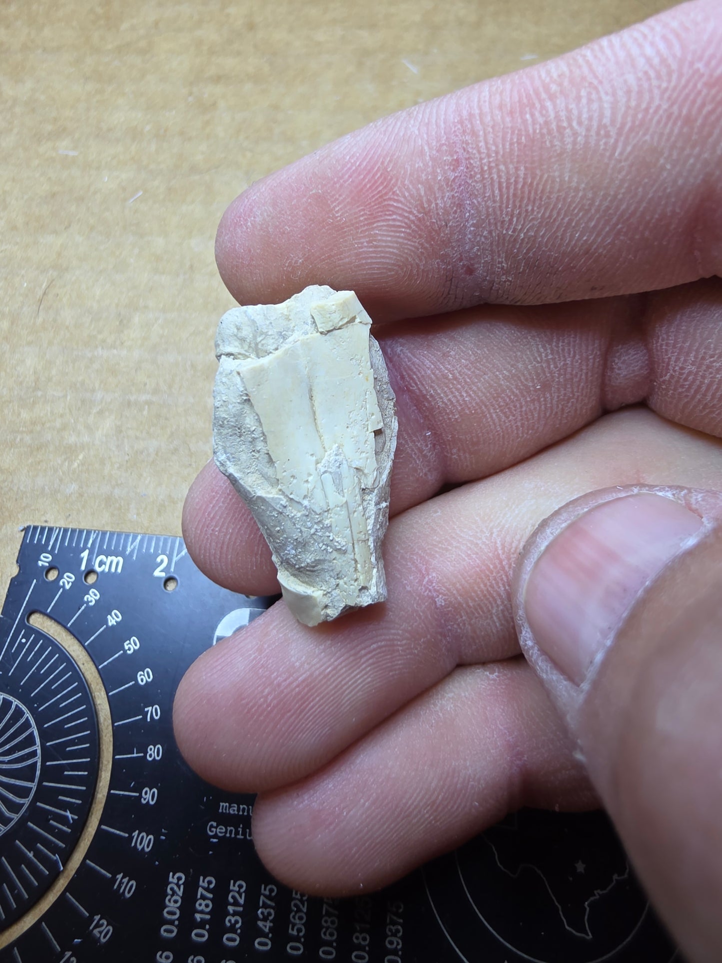 Ictops skull-South Dakota