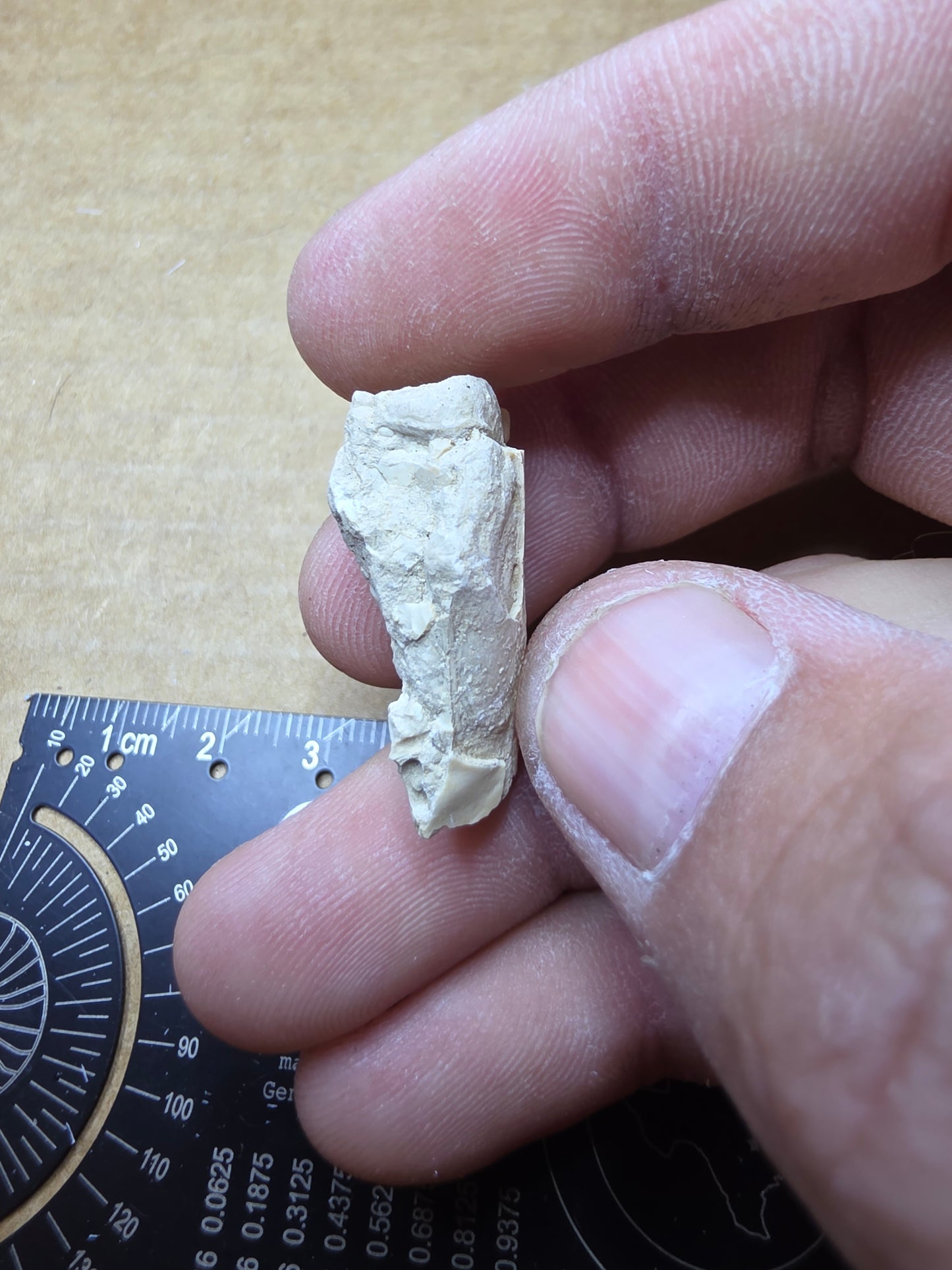 Ictops skull-South Dakota