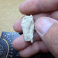 Ictops skull-South Dakota
