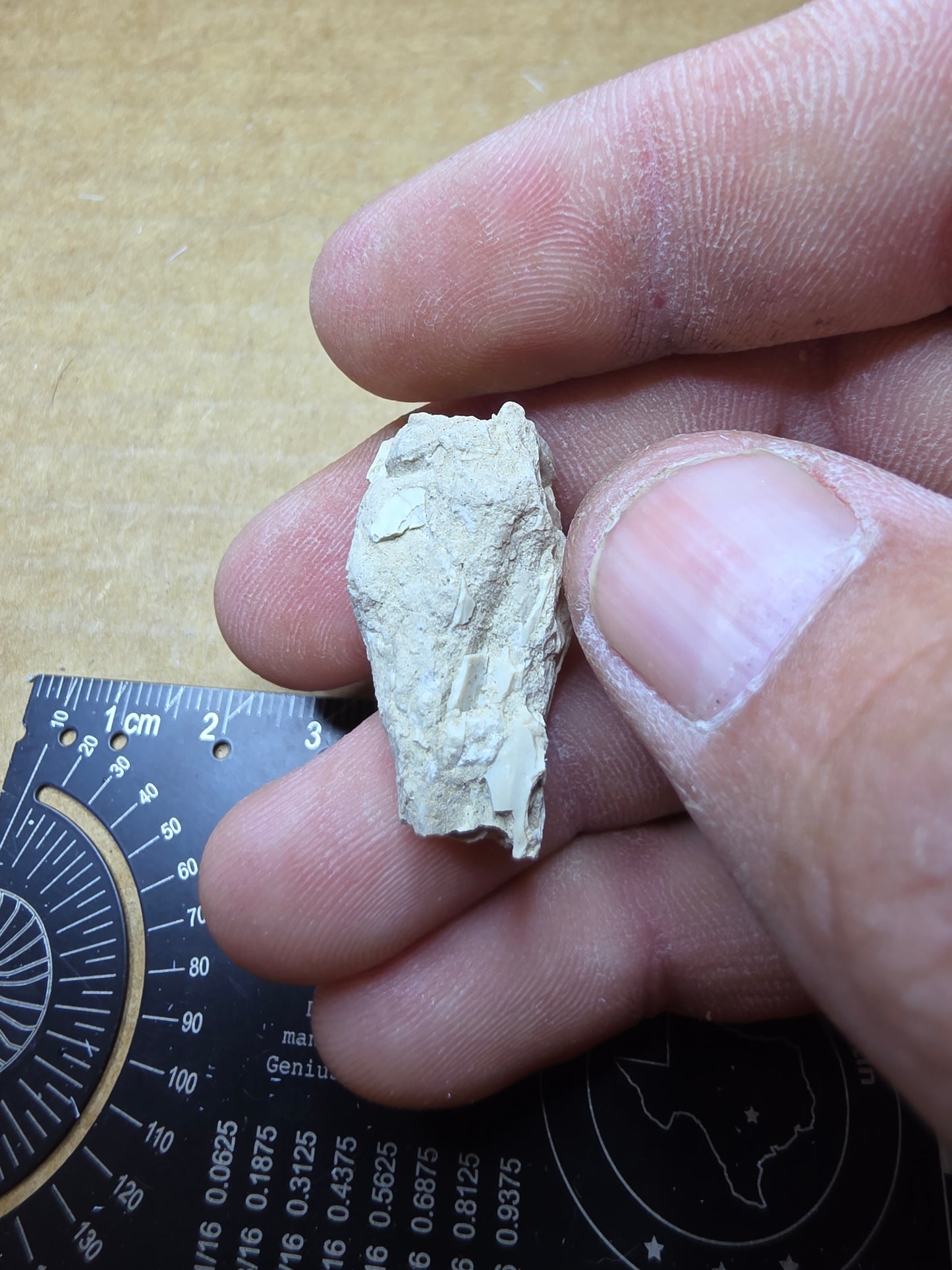 Ictops skull-South Dakota