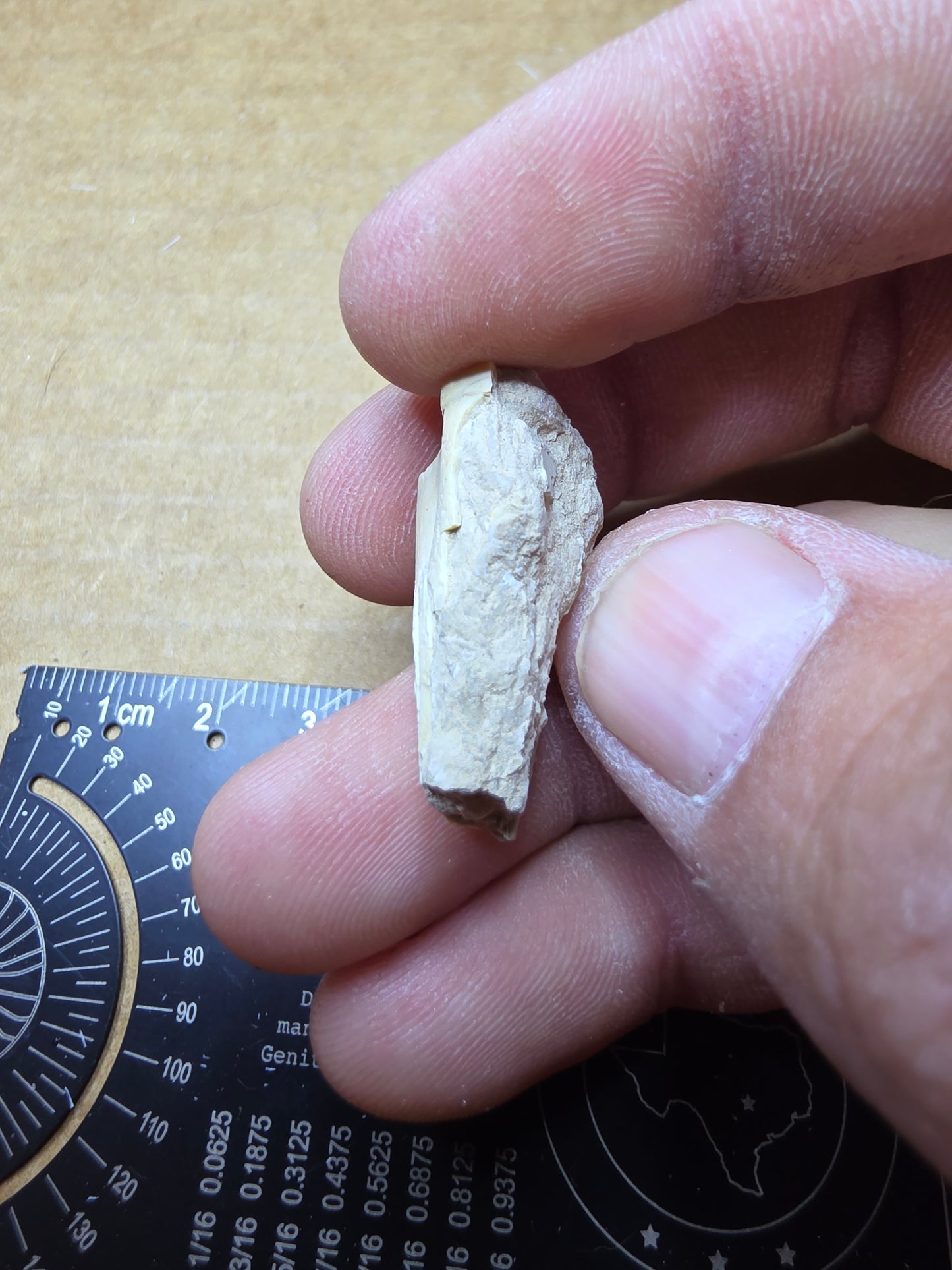 Ictops skull-South Dakota