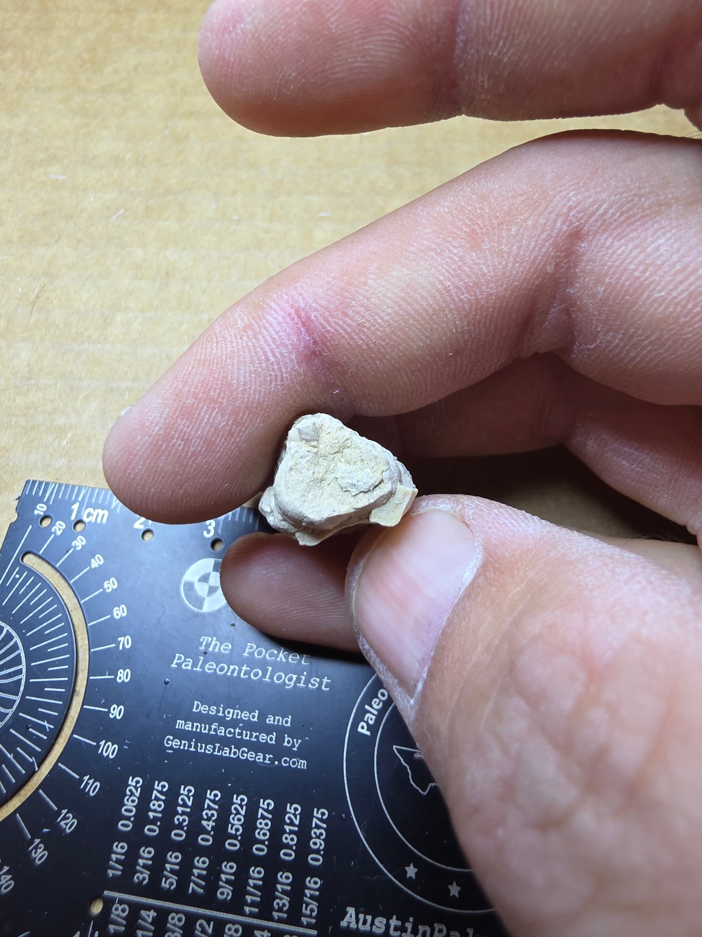 Ictops skull-South Dakota