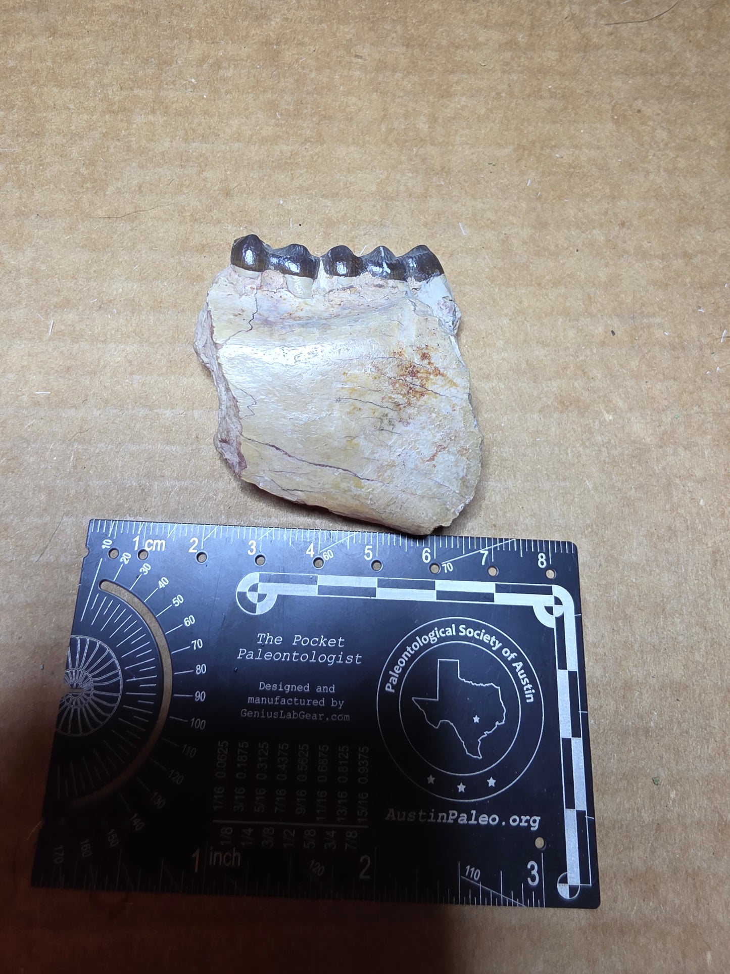 Perchoerus Jaw Section-South Dakota