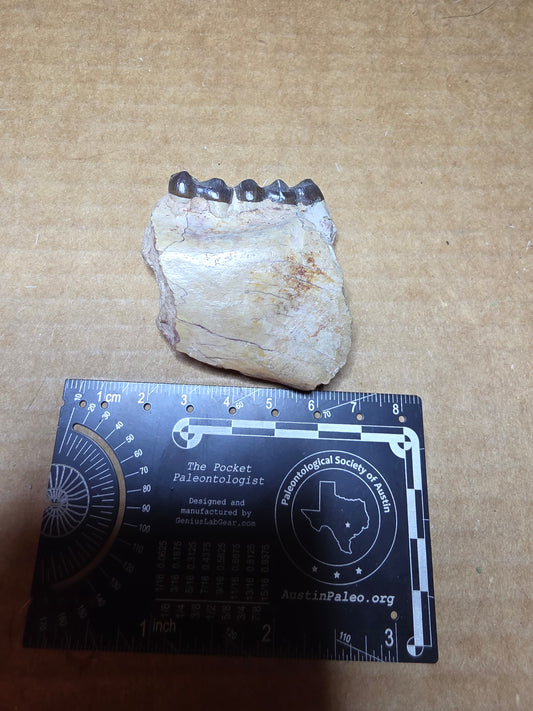 Perchoerus Jaw Section-South Dakota