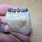 Perchoerus Jaw Section-South Dakota