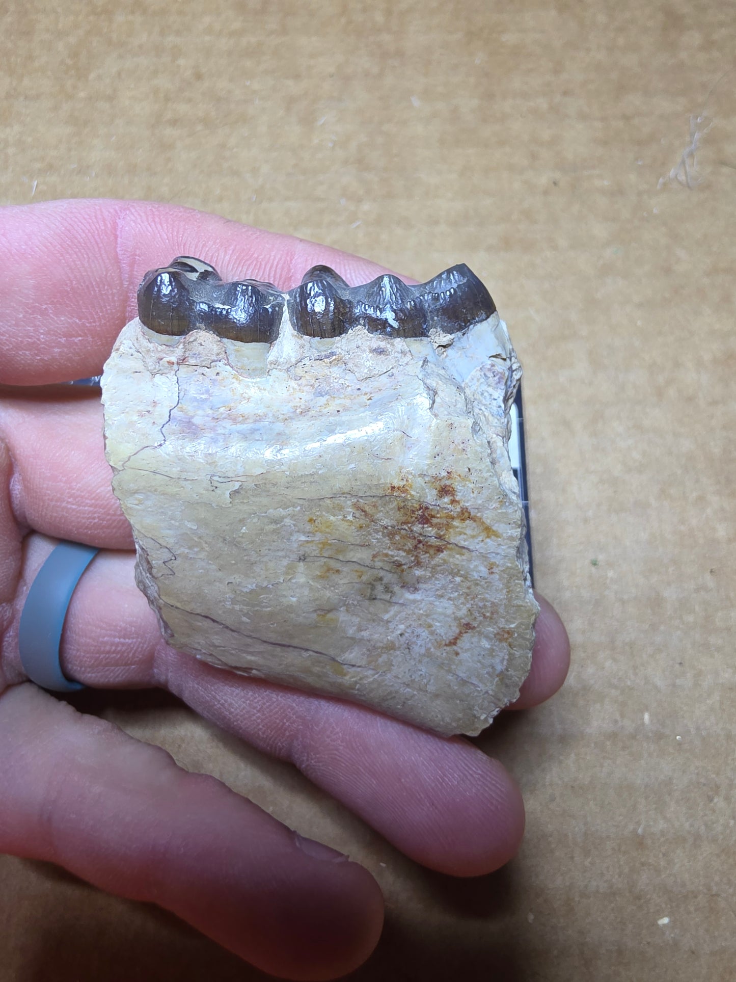 Perchoerus Jaw Section-South Dakota