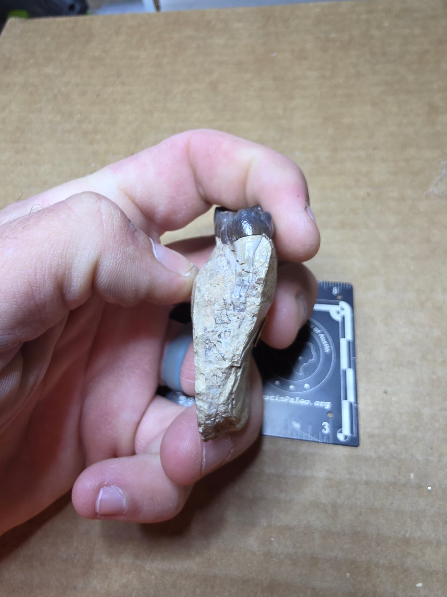 Perchoerus Jaw Section-South Dakota