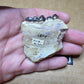 Perchoerus Jaw Section-South Dakota