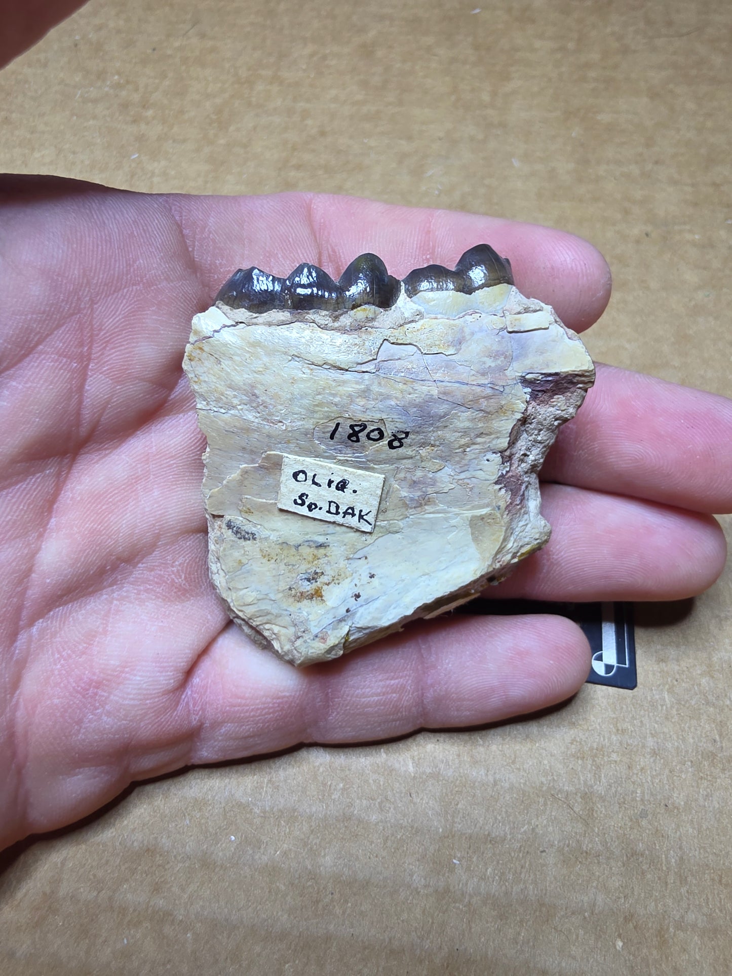 Perchoerus Jaw Section-South Dakota