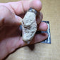Perchoerus Jaw Section-South Dakota