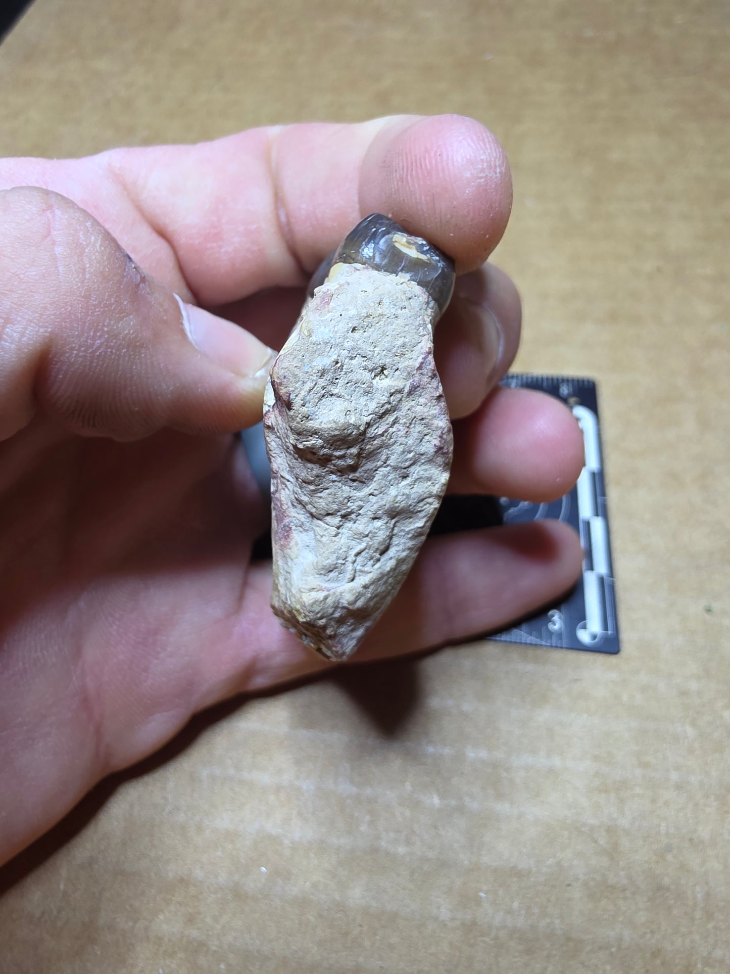 Perchoerus Jaw Section-South Dakota