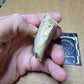Perchoerus Jaw Section-South Dakota