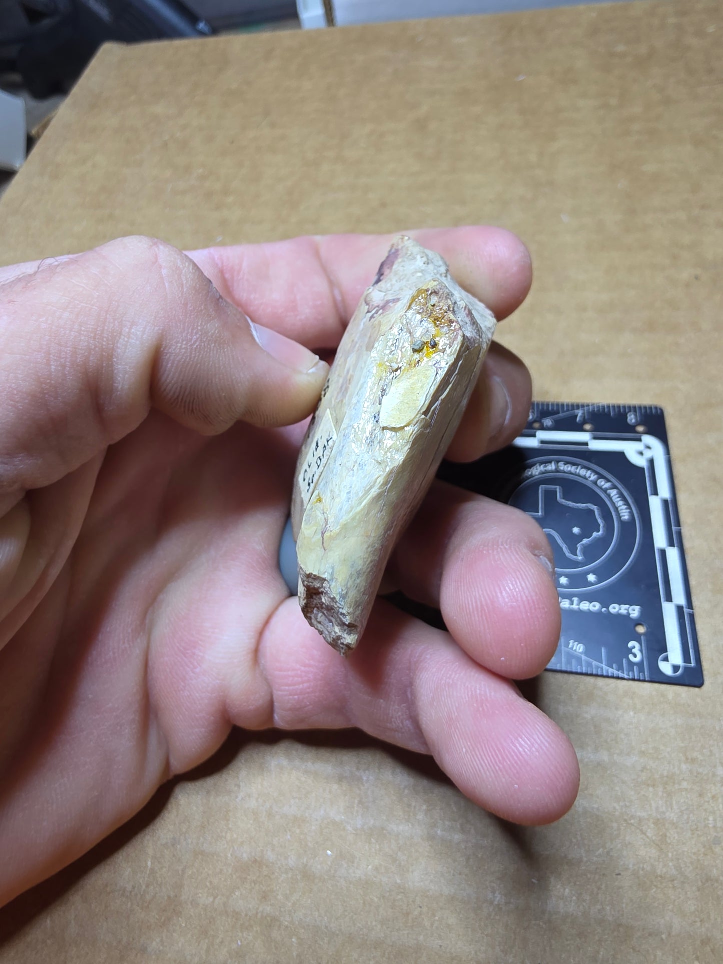 Perchoerus Jaw Section-South Dakota