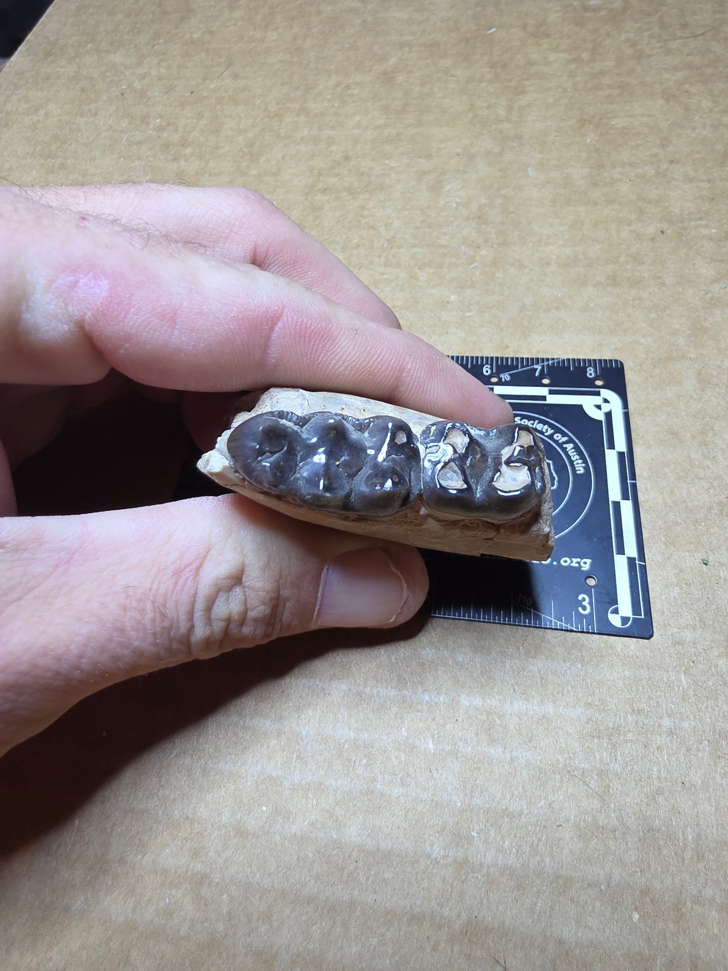 Perchoerus Jaw Section-South Dakota