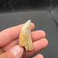 Tyrannosaurid (Teratophoneus?) Tooth-Texas 06