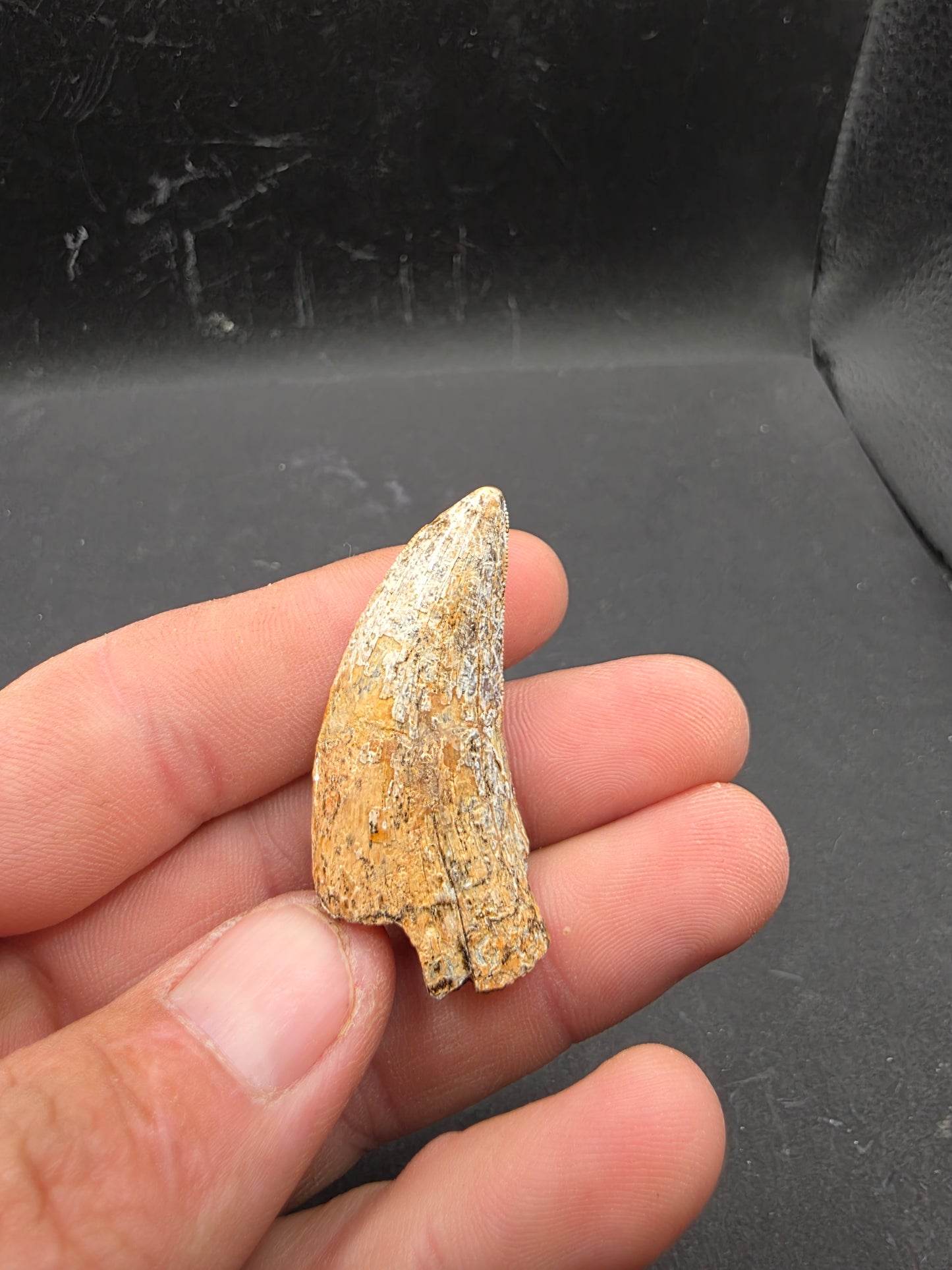 Tyrannosaurid (Teratophoneus?) Tooth-Texas 06