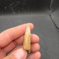 Tyrannosaurid (Teratophoneus?) Tooth-Texas 06