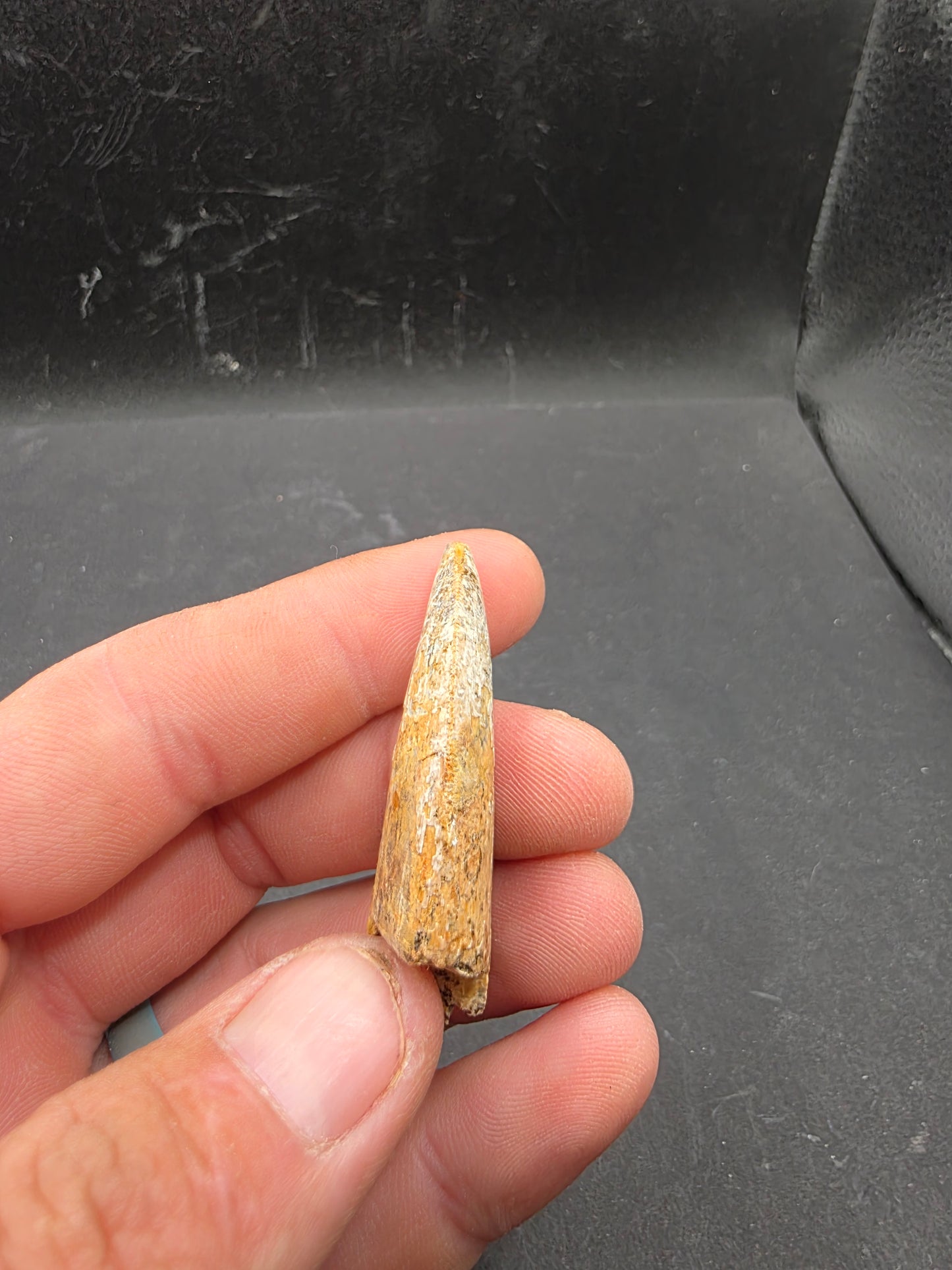 Tyrannosaurid (Teratophoneus?) Tooth-Texas 06