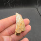 Tyrannosaurid (Teratophoneus?) Tooth-Texas 06
