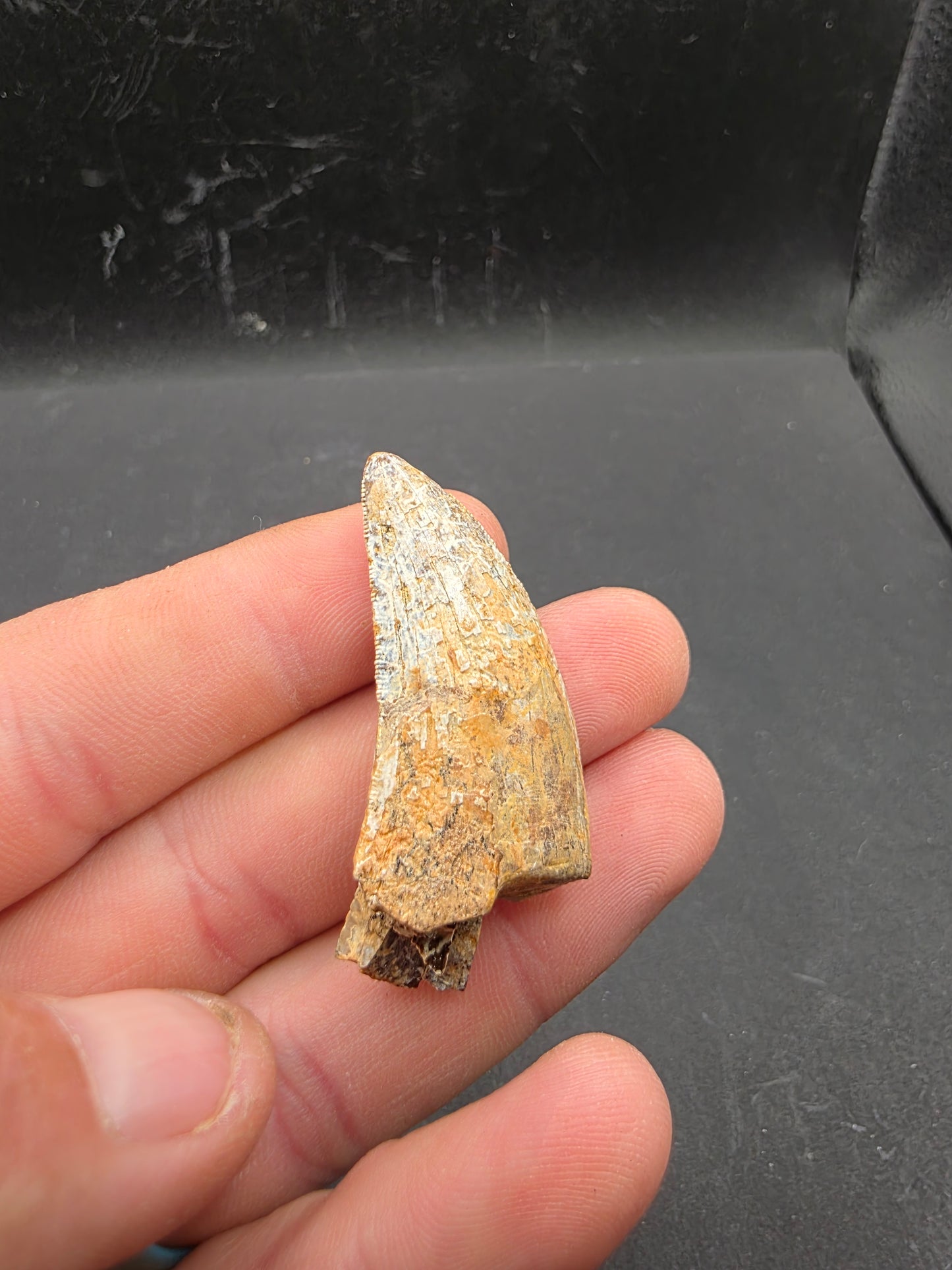 Tyrannosaurid (Teratophoneus?) Tooth-Texas 06