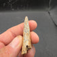 Tyrannosaurid (Teratophoneus?) Tooth-Texas 06
