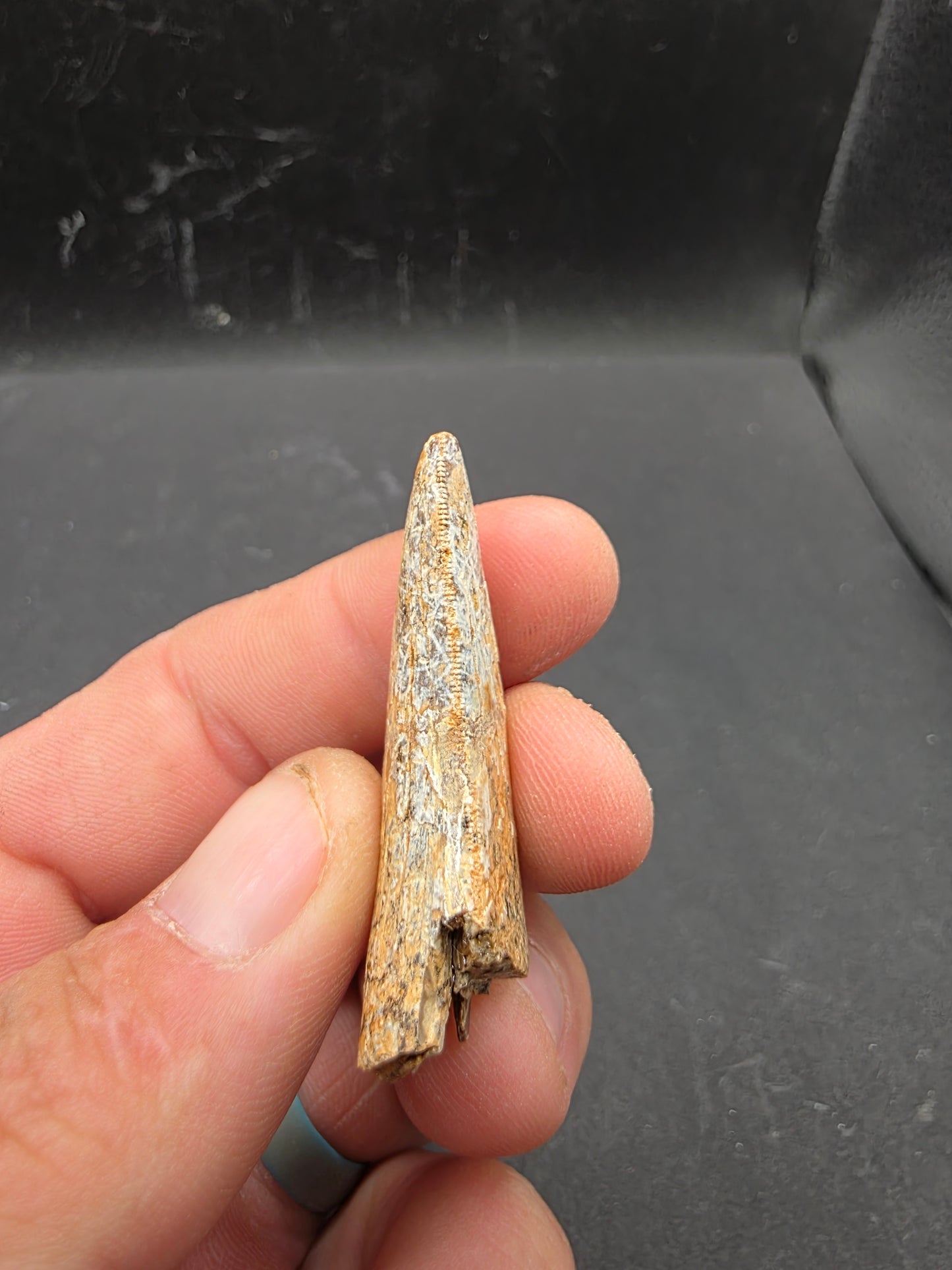 Tyrannosaurid (Teratophoneus?) Tooth-Texas 06