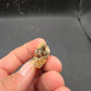 Tyrannosaurid (Teratophoneus?) Tooth-Texas 06