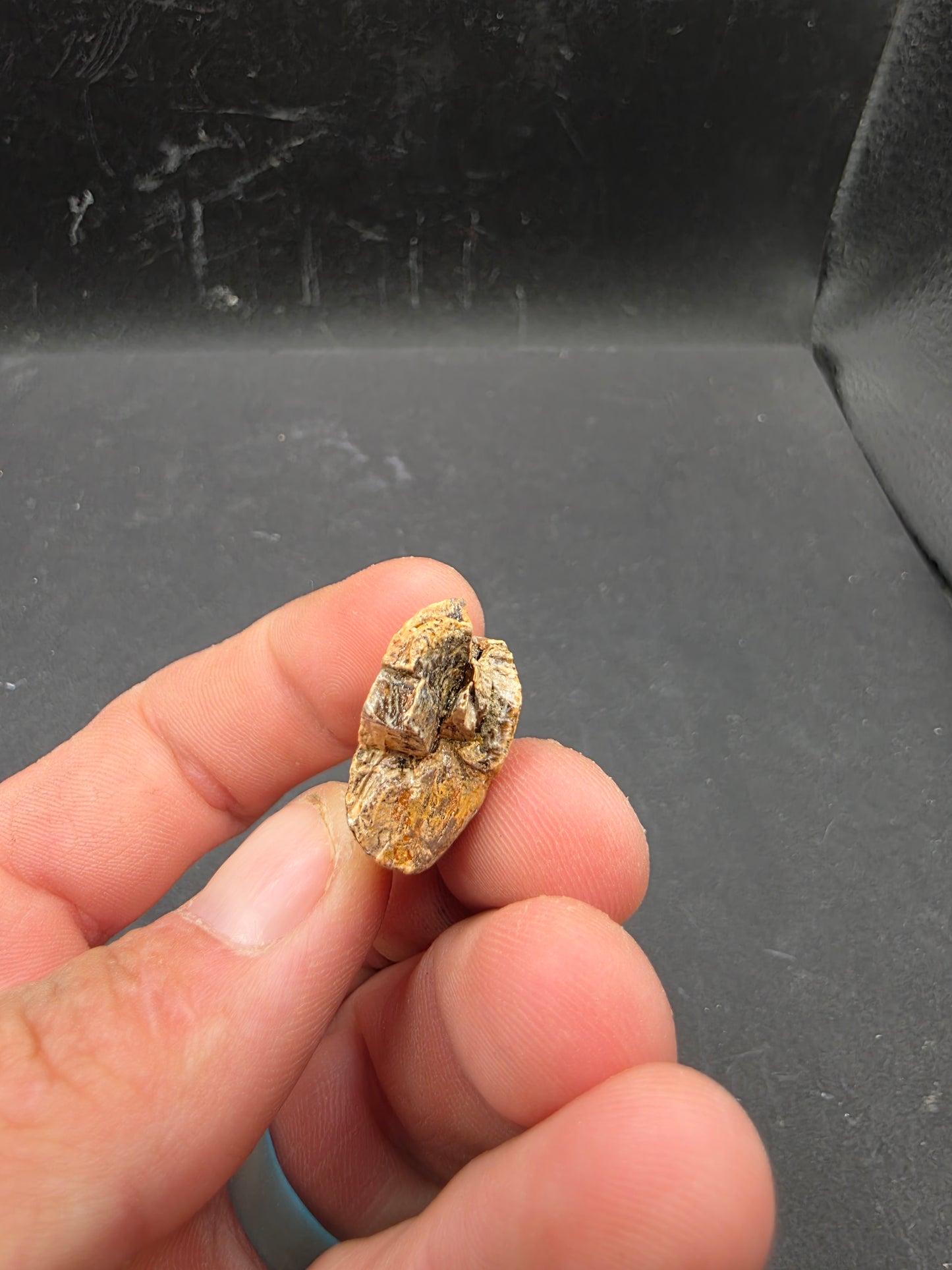 Tyrannosaurid (Teratophoneus?) Tooth-Texas 06