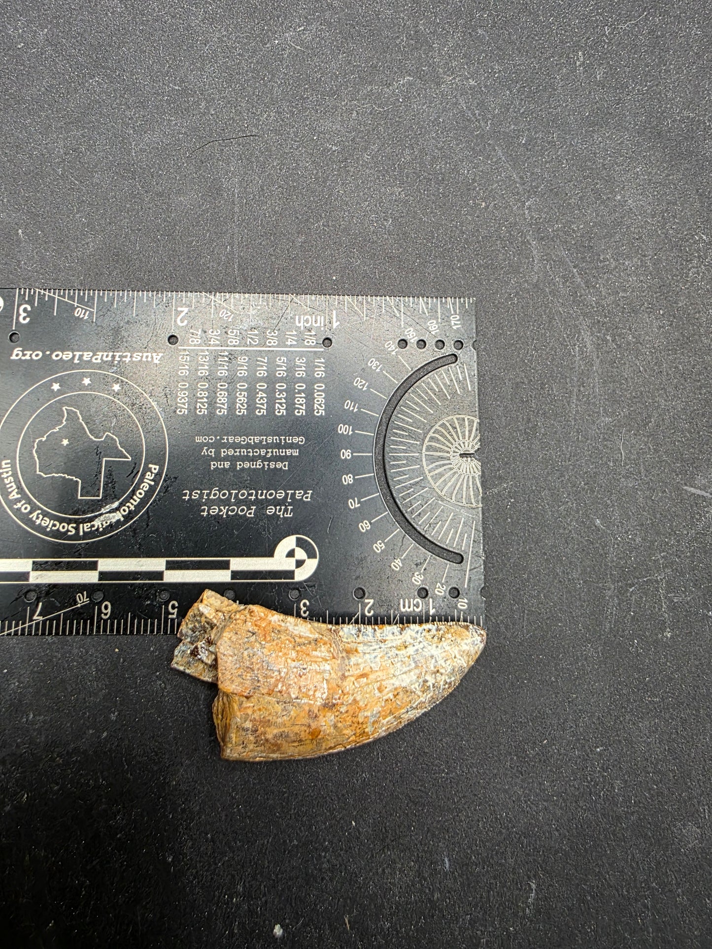 Tyrannosaurid (Teratophoneus?) Tooth-Texas 06