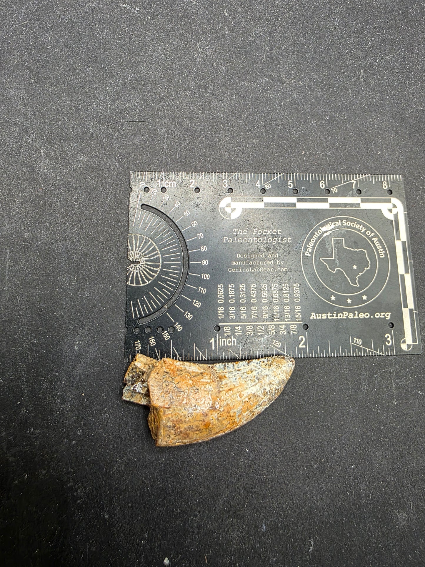 Tyrannosaurid (Teratophoneus?) Tooth-Texas 06