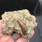 Crocodylomorph Tooth In Matrix-Texas