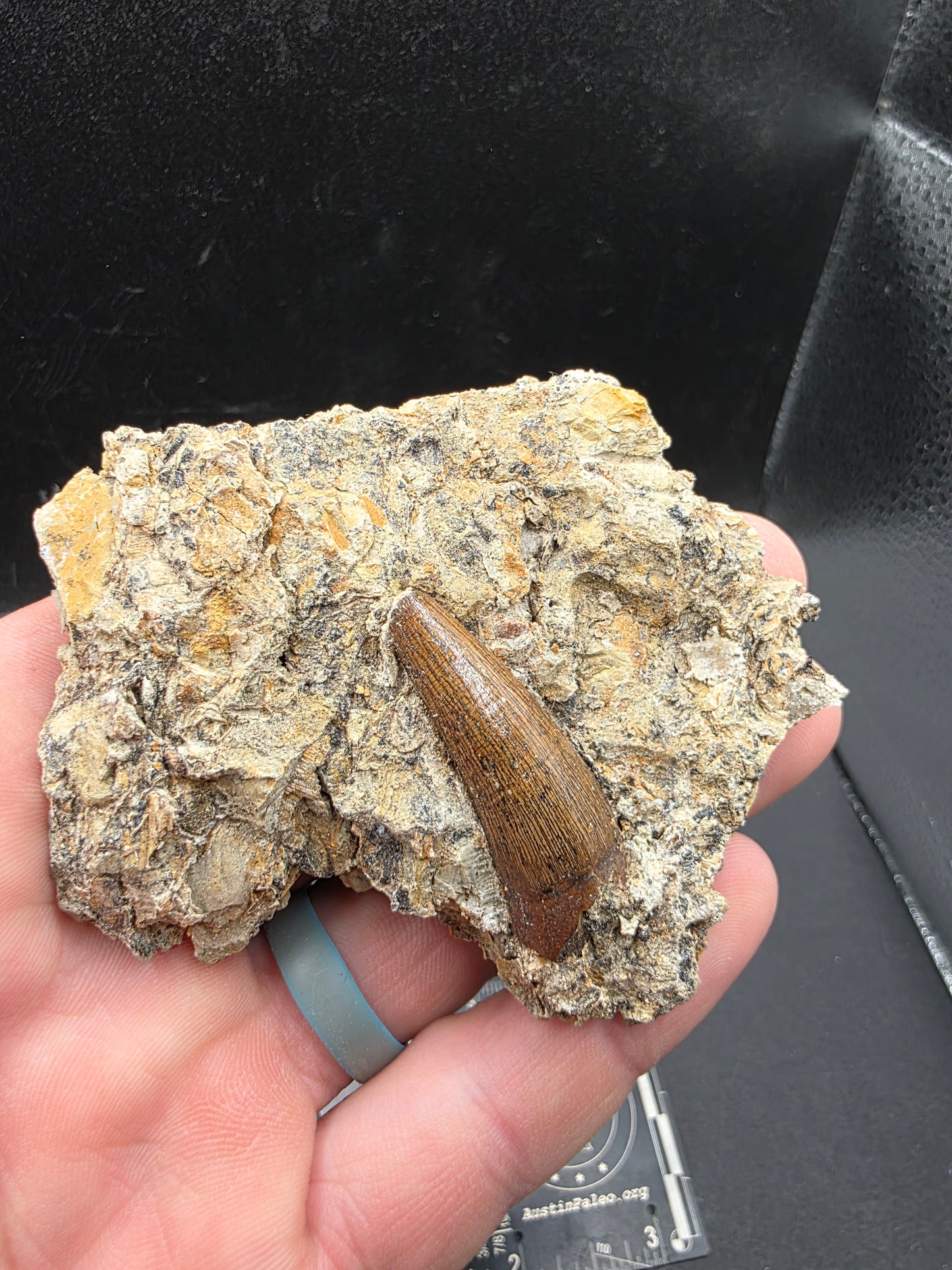 Crocodylomorph Tooth In Matrix-Texas