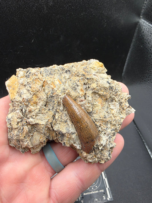 Crocodylomorph Tooth In Matrix-Texas