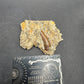 Crocodylomorph Tooth In Matrix-Texas