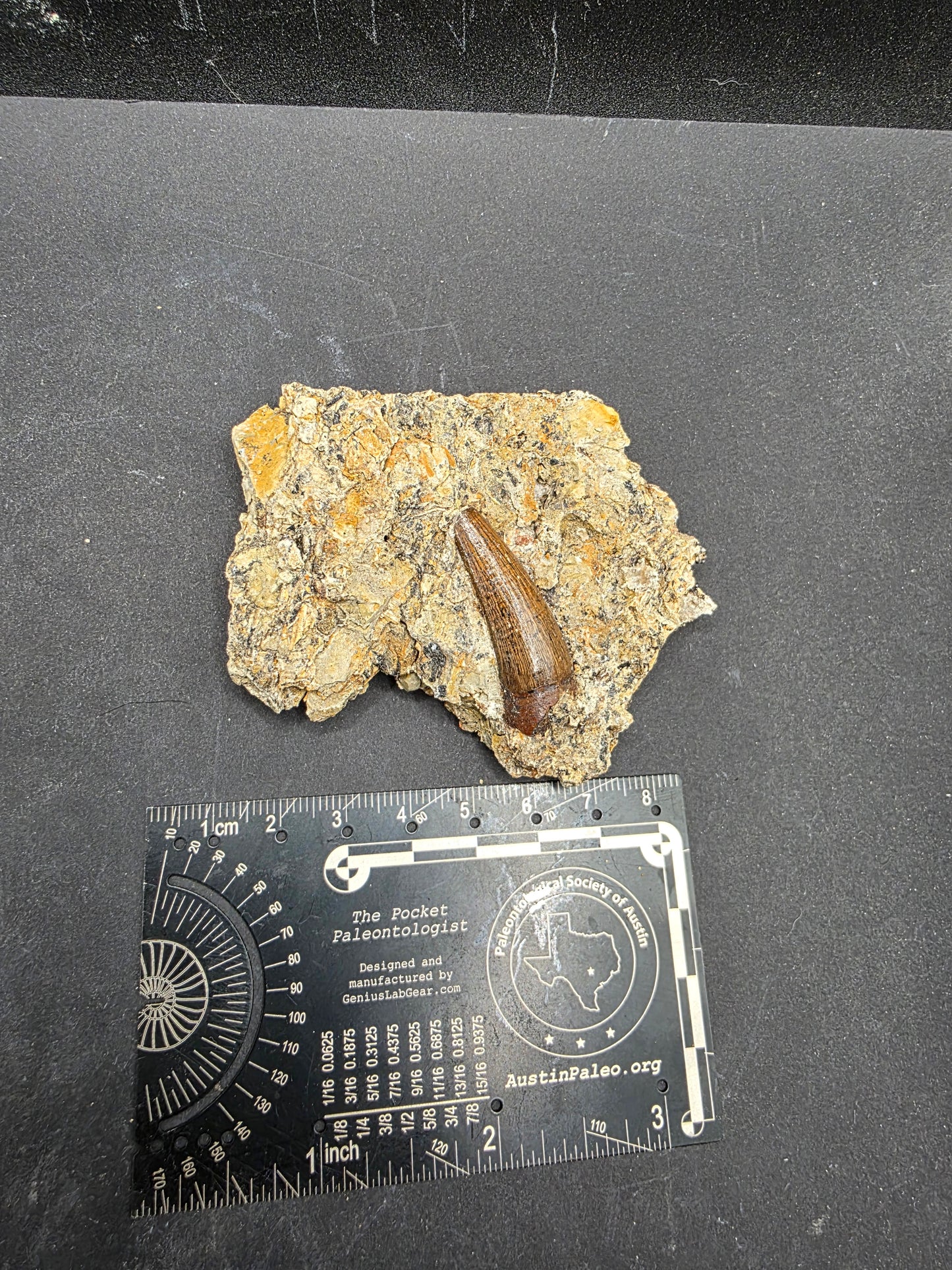 Crocodylomorph Tooth In Matrix-Texas